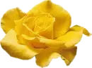 rosamarila
