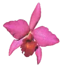 orquÃ­dea fucsia