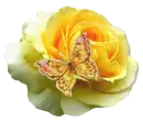 rosa amarilla con mariposa
