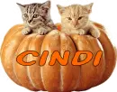 Cats in a Pumpkin - Cindi
