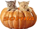 Cats in a Pumpkin - Sophia