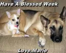 Have A Blessed Week