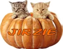 Cats in a Pumpkin - Jirzie