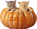 Cats in a Pumpkin - Iris