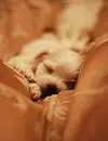 newborn puppy