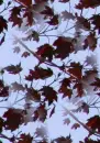 Pretty Leaves