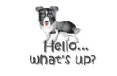 border collie dog