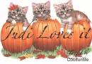 Judi Loves it kittys
