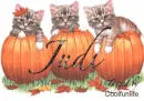 Judi Kittys