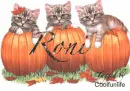 Roni kittys