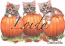Loida kittys
