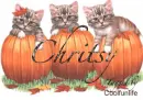 Christy kittys
