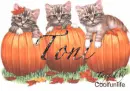 Toni kittys