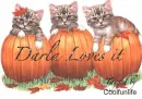 Darla loves it kittys