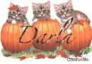 Darla kittys