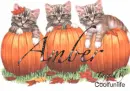 Amber kittys