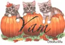 Yam kittys