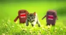 Domo Kun Chases Kitty!