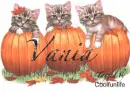 Vania kittys