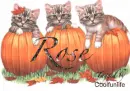 Rose kittys