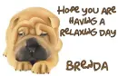 Relaxing day BRENDA