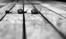 snails