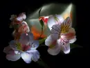 Flowers.