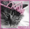 kitty