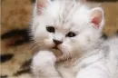 Kitty.