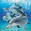 dolphin