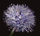 dandelion dew