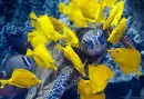 never swim alone