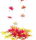 Fall