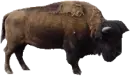 BUFFLO
