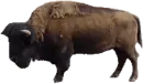 BUFFLO