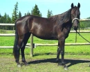 black horse