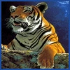 tiger