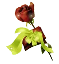 Rose with Bow