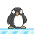 penguin walk