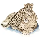 SNOW LEOPARDS
