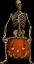 portrait of a skeleton