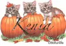 Kenia kittys