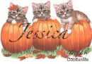 Jessica kittys