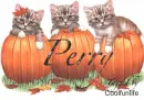 Perry kittys