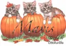 Mavis kittys