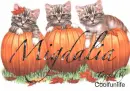 Migdalia Kittys