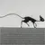 run kitty run....or walk
