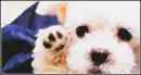 Puppy