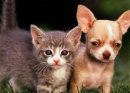 puppy and cat