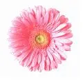 Isabelle Flower 